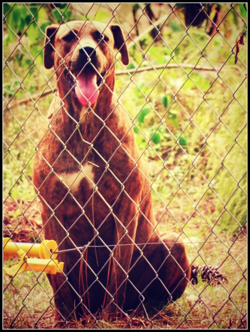 Through the Fence