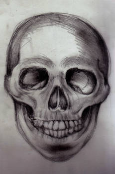 Skull study