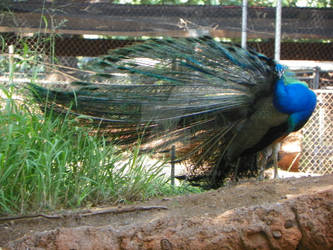 peacock 4