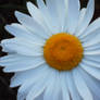 One Daisy