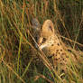 Serval - Kenya