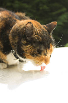 Drinking Cat.