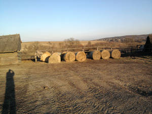 Hay in a Field