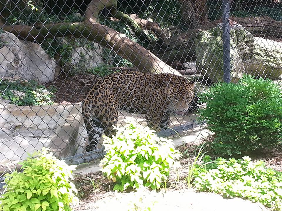 Jaguar