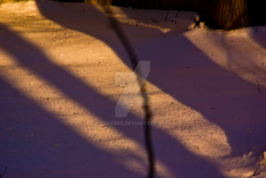 Winter Shadows