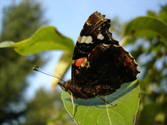 Vanessa atalanta 2