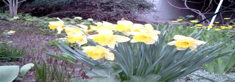 Narcissuses