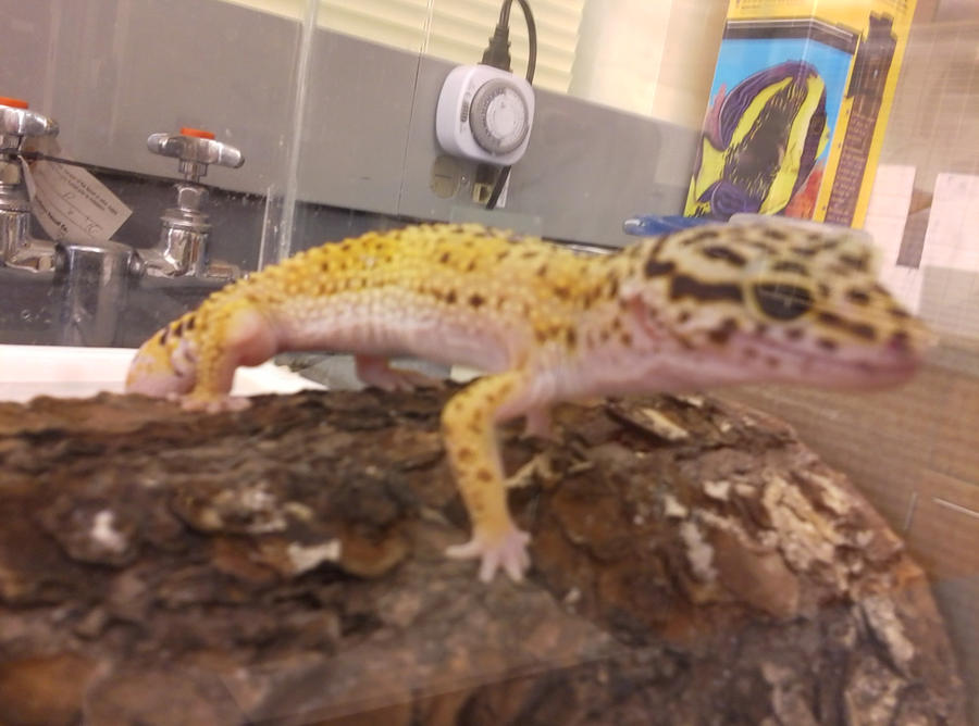 Alphonso the Gecko