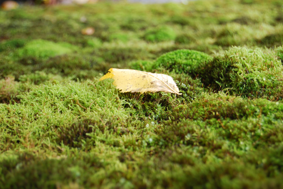 yellow leaf2