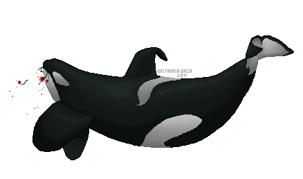 Poppy Day Orca