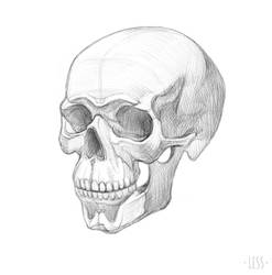 Skull sketch