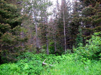 Glacier forest