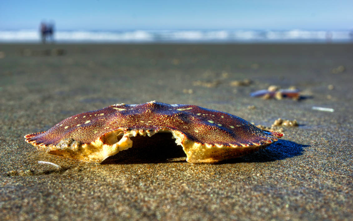 Sea Bones by KRHPhotography on DeviantArt
