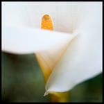 Calice by Gazounette