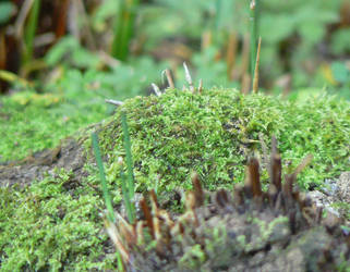 A mossy mound