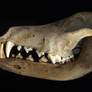 Labrador Skull