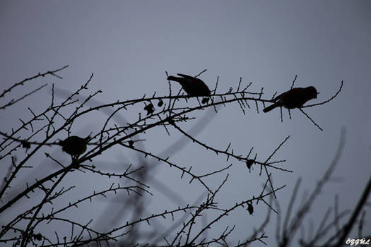 Birds on the Branche