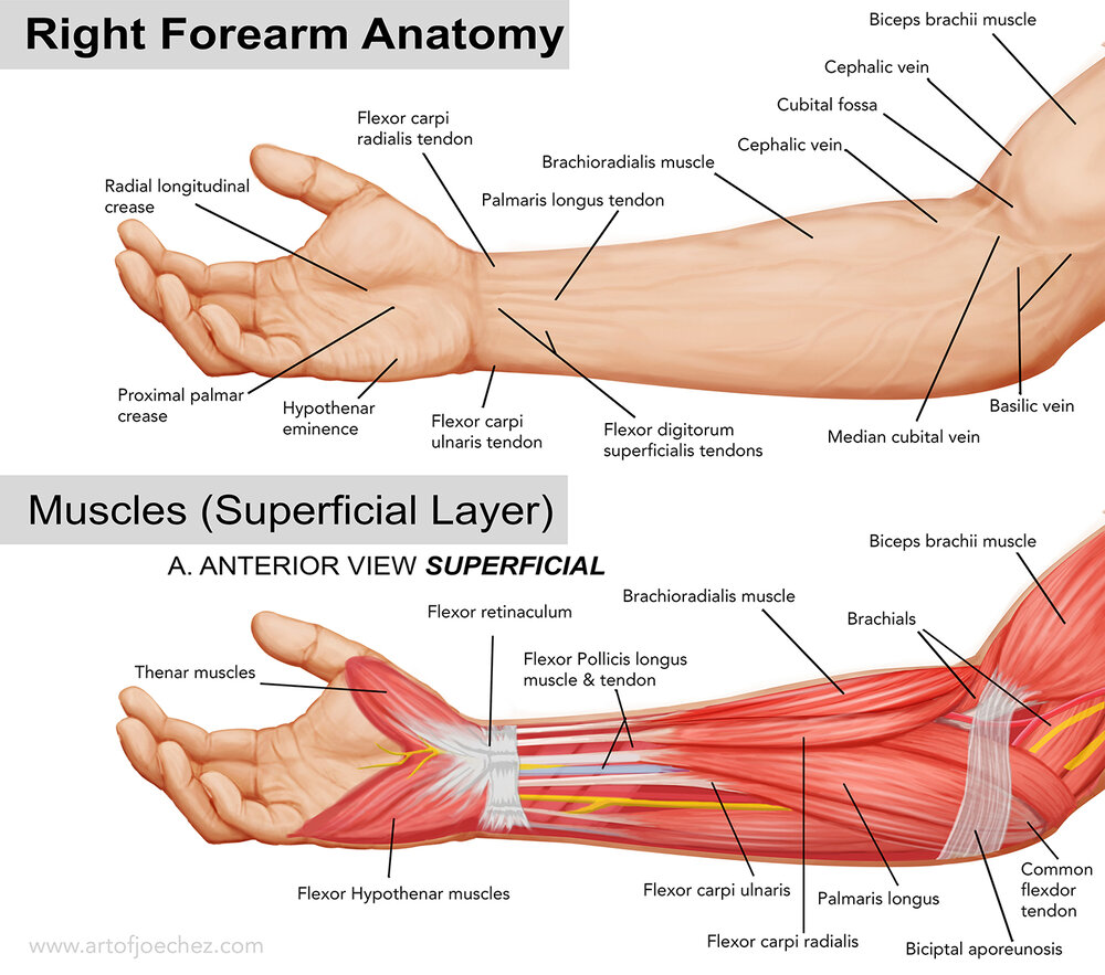 Forearm Inner Face Right Forearm Anatomy by joechez on DeviantArt