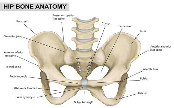 Hip Bone Anatomy