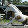 Paint Horse Stock 12