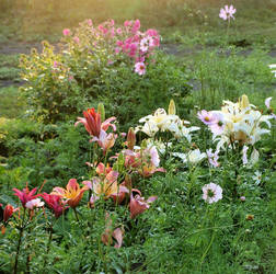 GARDEN: Lilium