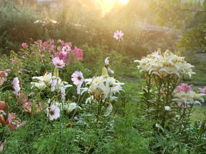 GARDEN: Lilium 2