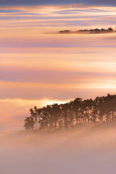 Yarra Valley Mornings