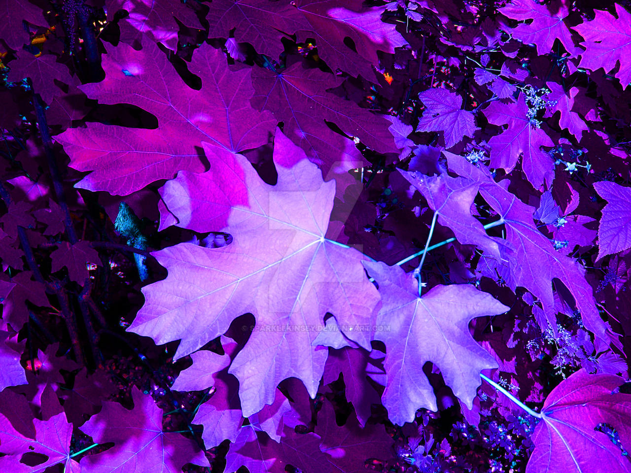 Purple Maple