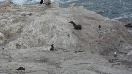 Chillin' with the birds