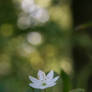 Chickweed Wintergreen