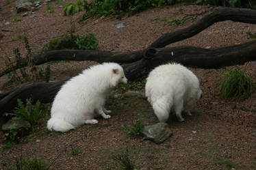 Albino Raccoon dogs