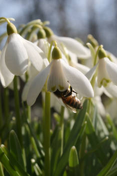 Bee On Snowdrop