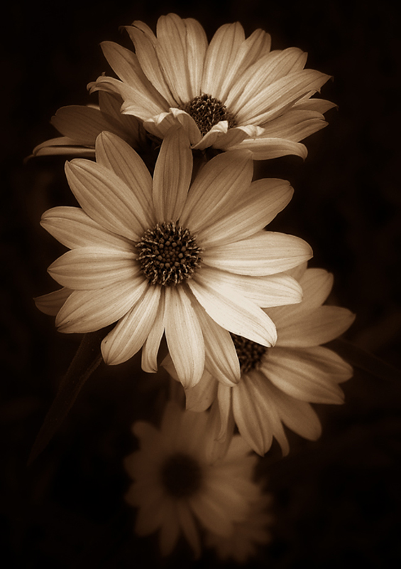 Sepia Bunch