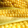 Golden corn