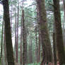 Ecola Forest 1