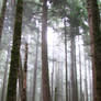 Ecola Forest 2