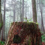 Ecola Forest Stump - Stock