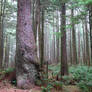 Ecola Forest 4