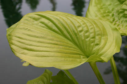 Pond Lily Leaf