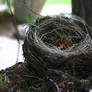 Bird's Nest