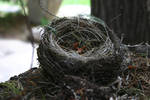 Bird's Nest by FoxStox