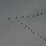 Migrating Geese Formation