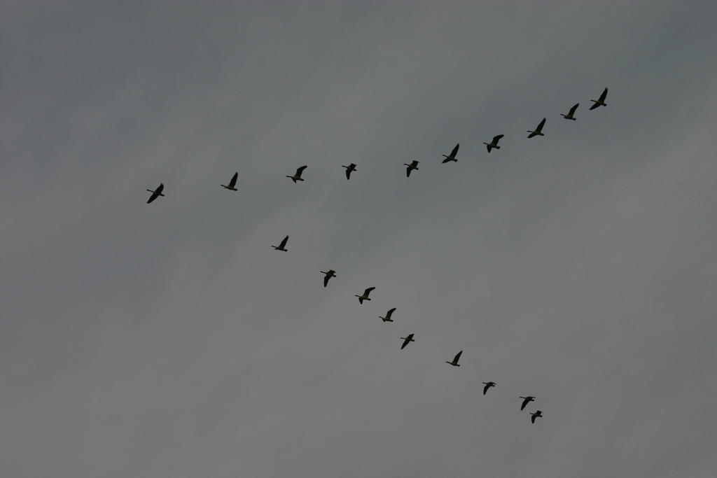 Migrating Geese Formation