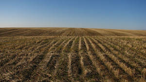 Cut Wheat Field