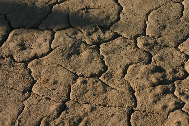 Cracked Mud