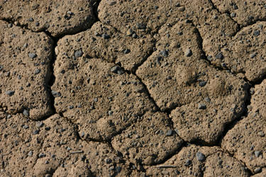 Cracked Mud with Rocks