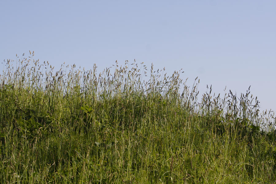 Grassy Stuff