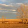 Golden Field and Trees