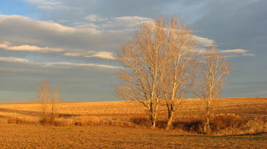 Golden Field and Trees