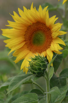 Sunflower 2